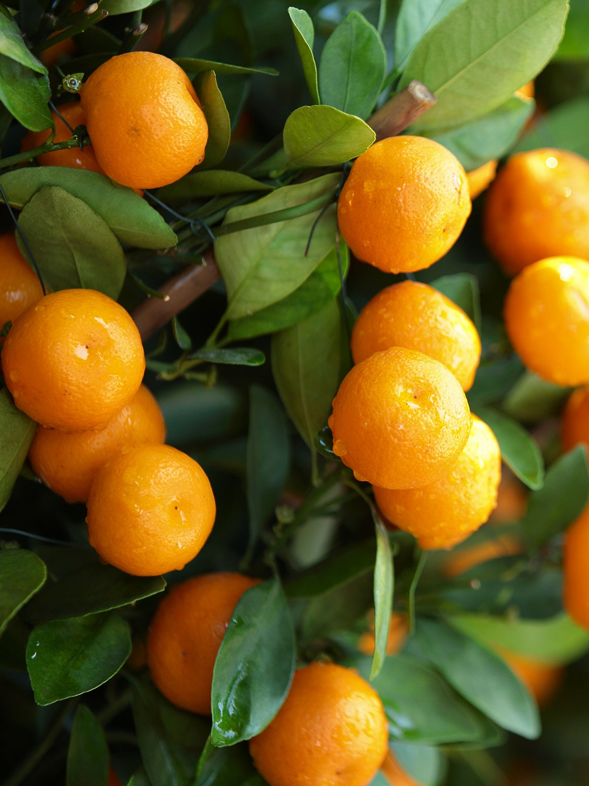 Citrus Noble Mandarin Orange Grafted Healthy Fruit Plant