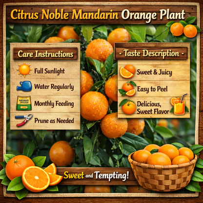 Citrus Noble Mandarin Orange Grafted Healthy Fruit Plant