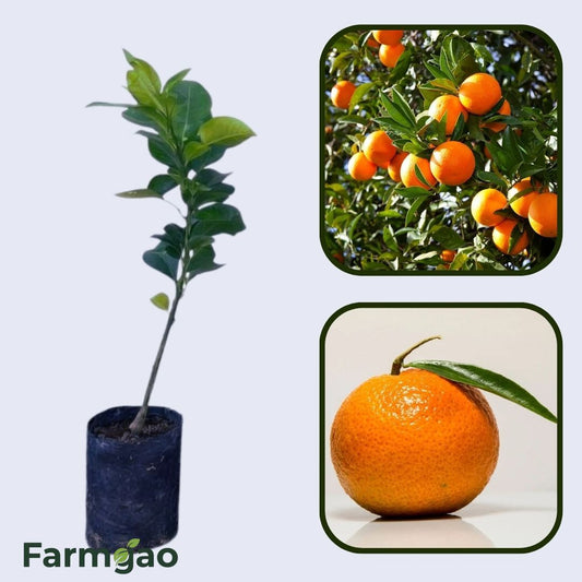 Citrus Noble Sweet Orange Grafted Healthy Fruit Plant