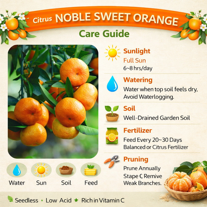 Citrus Noble Sweet Orange Grafted Healthy Fruit Plant