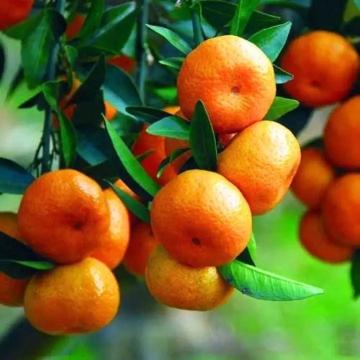 Citrus Noble Sweet Orange Grafted Healthy Fruit Plant
