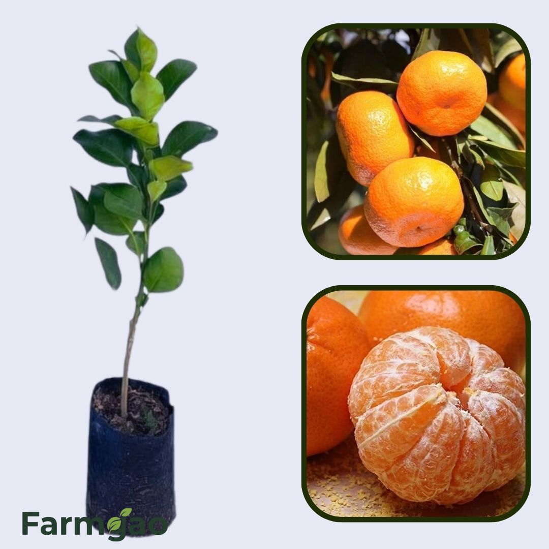 Citrus Ocean Elite Orange Grafted Healthy Fruit Plant