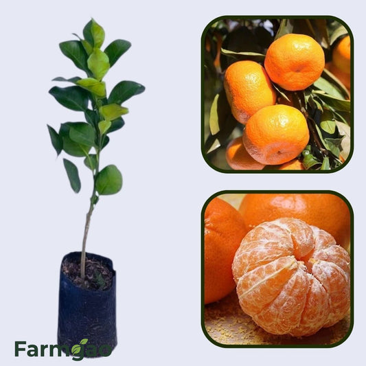 Citrus Ocean Elite Orange Grafted Healthy Fruit Plant