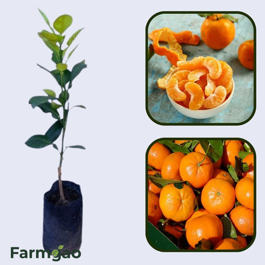 Citrus Ocean Gold Orange Grafted Healthy Fruit Plant