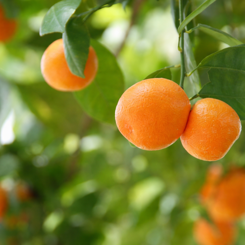 Citrus Ocean Gold Orange Grafted Healthy Fruit Plant