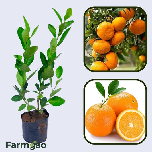 Citrus Ocean Sweet Orange Grafted Healthy Fruit Plant