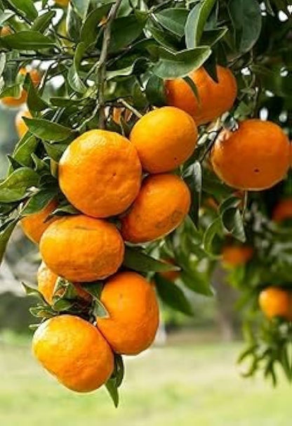 Citrus Ocean Sweet Orange Grafted Healthy Fruit Plant
