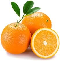 Citrus Ocean Sweet Orange Grafted Healthy Fruit Plant