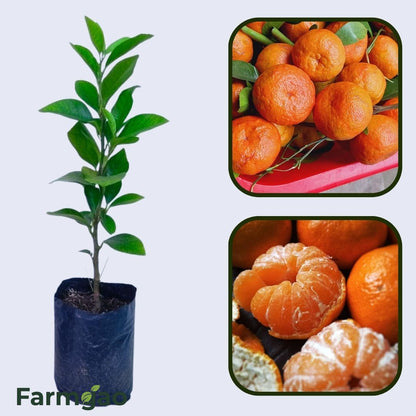 Citrus Orchard Elite Orange Grafted Healthy Fruit Plant