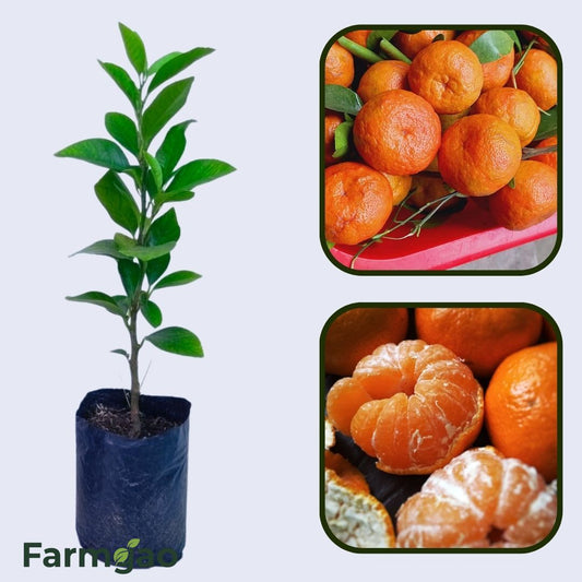 Citrus Orchard Elite Orange Grafted Healthy Fruit Plant