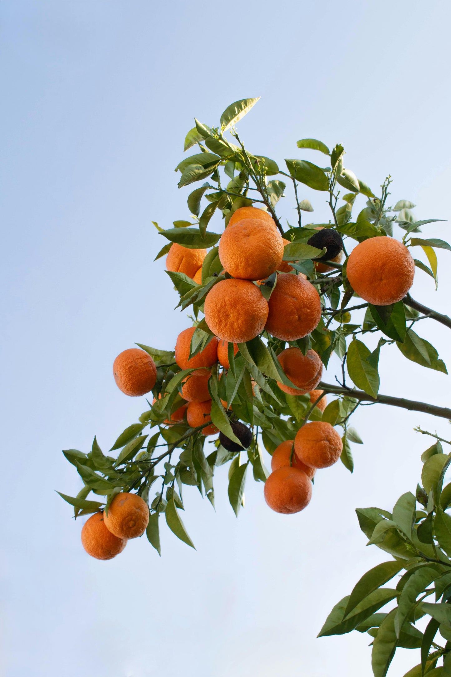 Citrus Orchard Elite Orange Grafted Healthy Fruit Plant