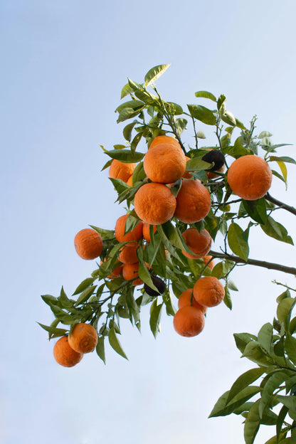 Citrus Orchard Elite Orange Grafted Healthy Fruit Plant
