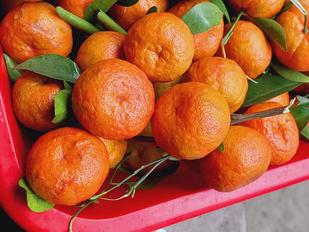 Citrus Orchard Elite Orange Grafted Healthy Fruit Plant