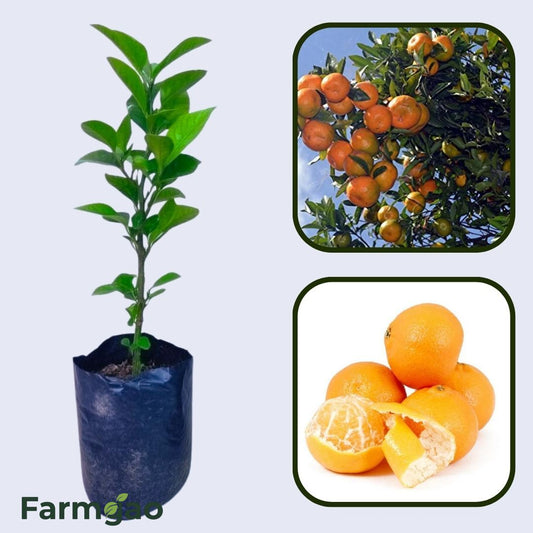 Citrus Orchard Gold Orange Grafted Healthy Fruit Plant