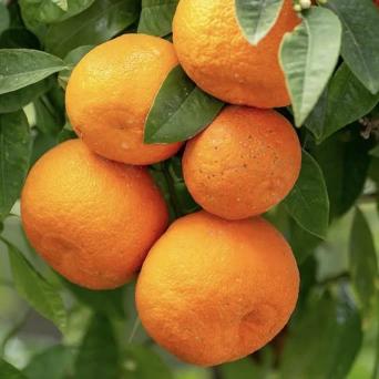 Citrus Orchard Gold Orange Grafted Healthy Fruit Plant