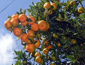 Citrus Orchard Gold Orange Grafted Healthy Fruit Plant