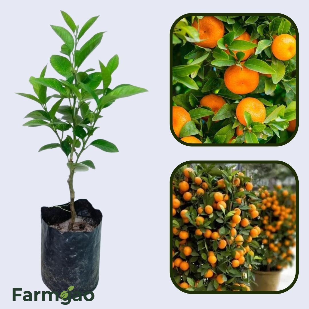 Citrus Orchard Prime Orange Grafted Healthy Fruit Plant