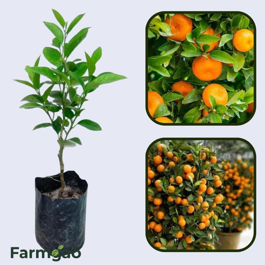 Citrus Orchard Prime Orange Grafted Healthy Fruit Plant