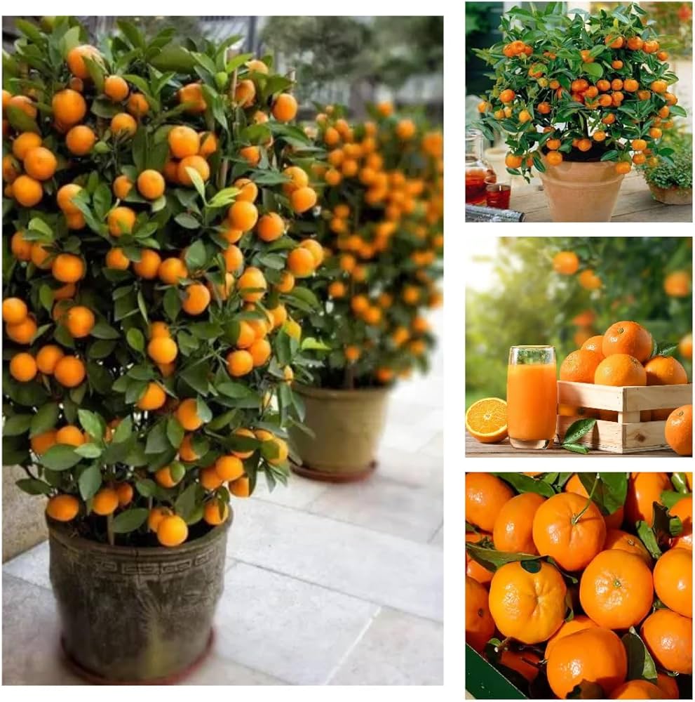 Citrus Orchard Prime Orange Grafted Healthy Fruit Plant