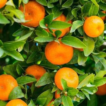 Citrus Orchard Prime Orange Grafted Healthy Fruit Plant