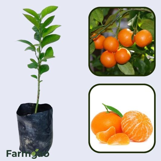 Citrus Pearl Mandarin Orange Grafted Healthy Fruit Plant