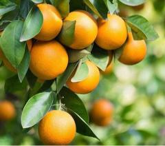 Citrus Pearl Mandarin Orange Grafted Healthy Fruit Plant