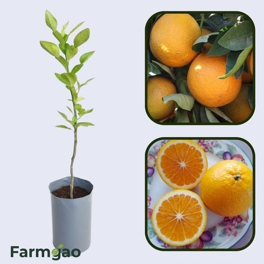 Citrus Pearl Orange Grafted Healthy Fruit Plant