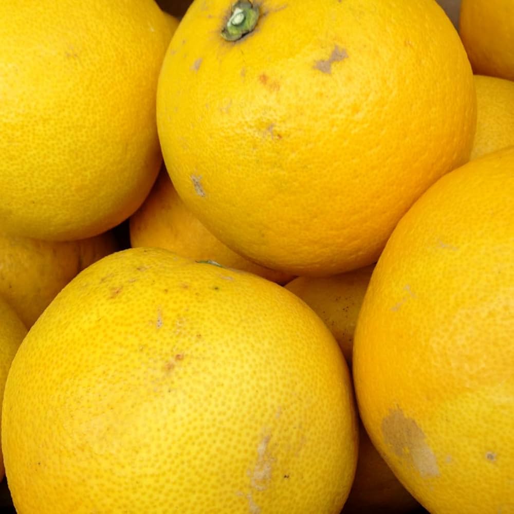 Citrus Pearl Orange Grafted Healthy Fruit Plant