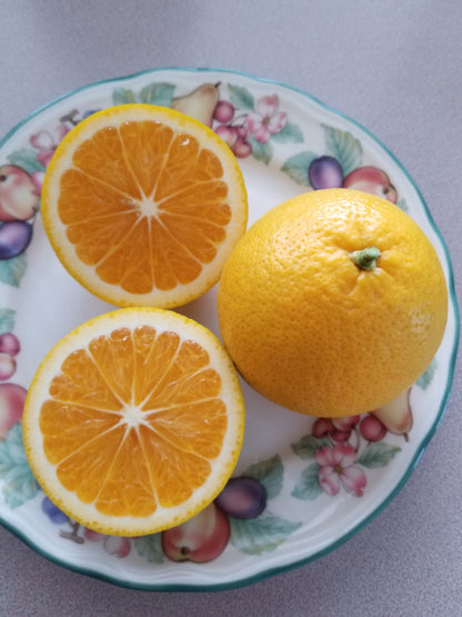 Citrus Pearl Orange Grafted Healthy Fruit Plant