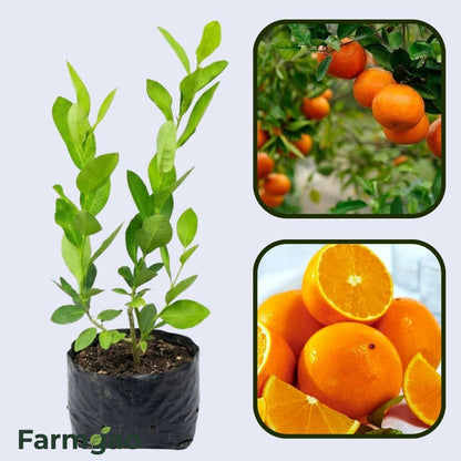 Citrus Pearl Prime Orange Grafted Healthy Fruit Plant