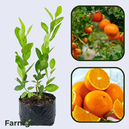 Citrus Pearl Prime Orange Grafted Healthy Fruit Plant