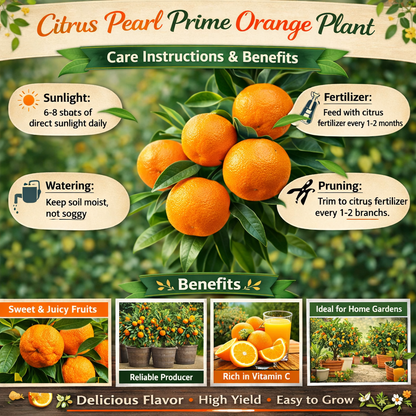 Citrus Pearl Prime Orange Grafted Healthy Fruit Plant