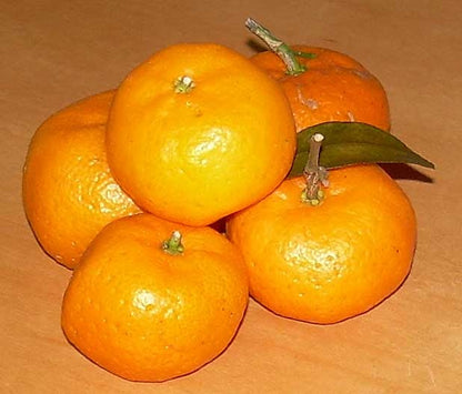 Citrus Pearl Prime Orange Grafted Healthy Fruit Plant