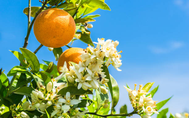 Citrus Blossom Gold Orange Grafted Healthy Fruit Plant