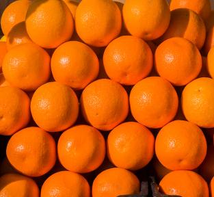 Citrus Elite Gold Orange Grafted Healthy Fruit Plant