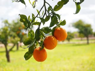 Citrus Golden Blossom Orange Grafted Healthy Fruit Plant