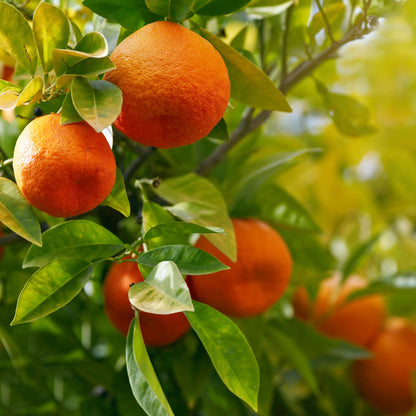 Citrus Golden Crown Orange Grafted Healthy Fruit Plant