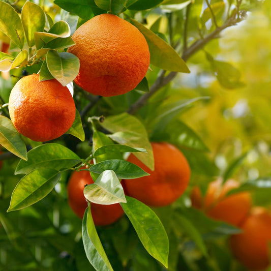 Citrus Golden Crown Orange Grafted Healthy Fruit Plant