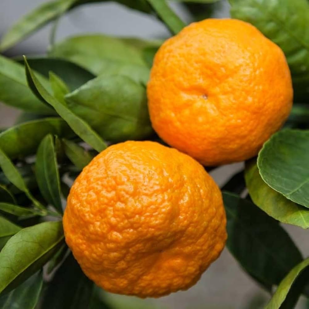 Citrus Delight Gold Orange Grafted Healthy Fruit Plant
