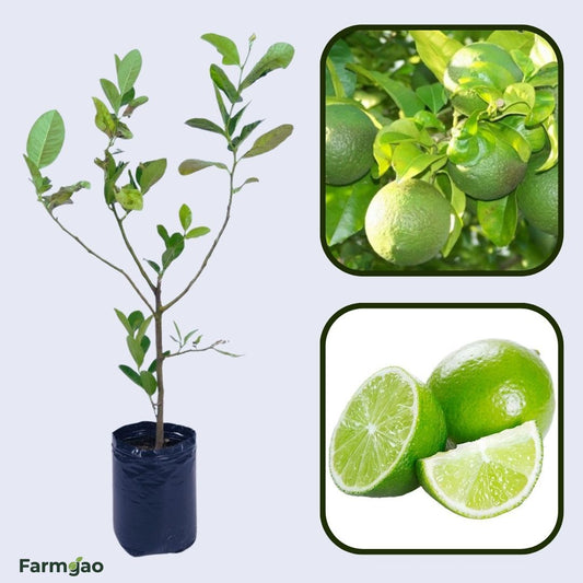 Citrus limetta (Sweet Lime) Plant Live Nimbu Tree Kagzi Lemon Citrus Limon Fruit Plant
