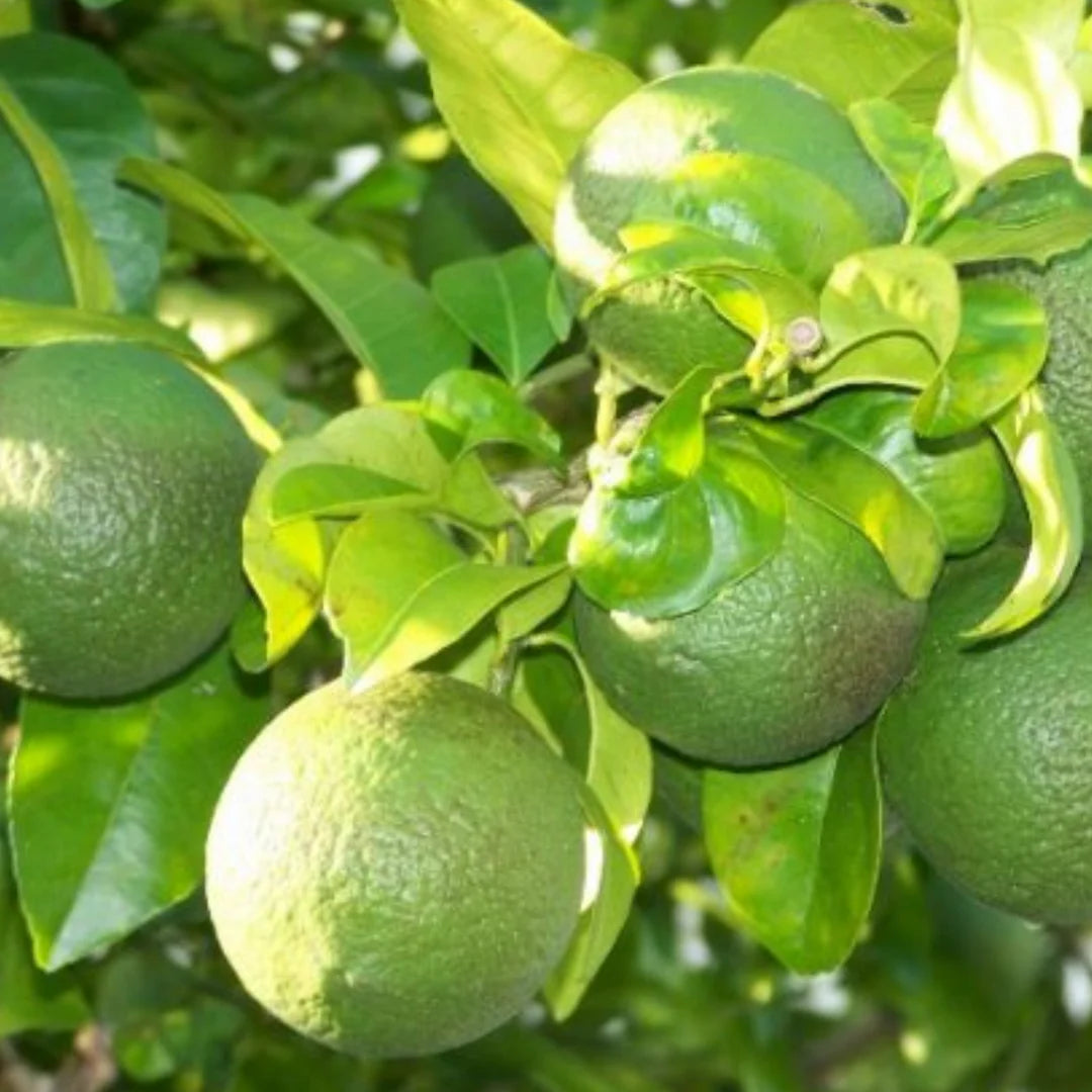 Citrus limetta (Sweet Lime) Plant Live Nimbu Tree Kagzi Lemon Citrus Limon Fruit Plant