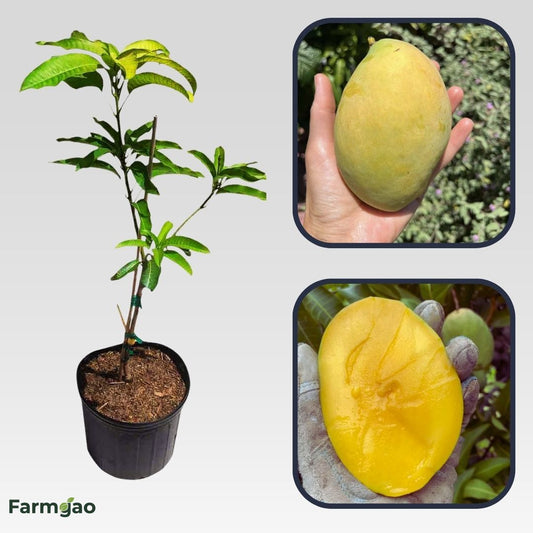 Coconut Cream Mango Aam Grafted Healthy Fruit Plant
