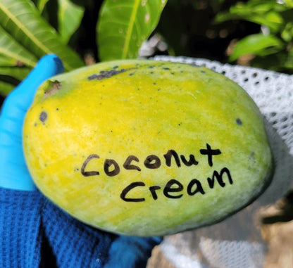Coconut Cream Mango Aam Grafted Healthy Fruit Plant