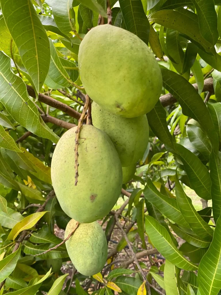 Coconut Cream Mango Aam Grafted Healthy Fruit Plant