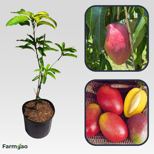 Cogshall Mango Aam Grafted Healthy Fruit Plant
