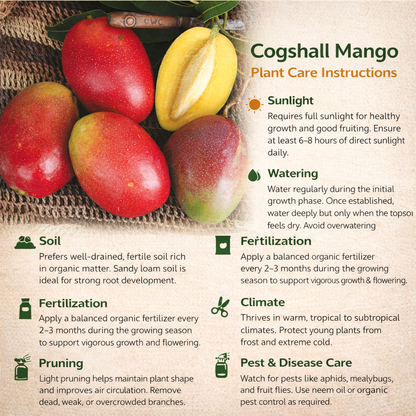 Cogshall Mango Aam Grafted Healthy Fruit Plant