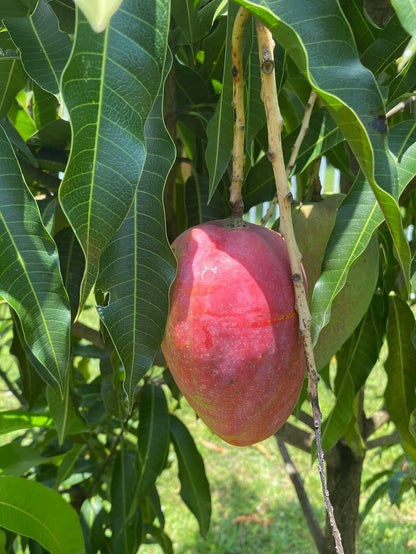Cogshall Mango Aam Grafted Healthy Fruit Plant