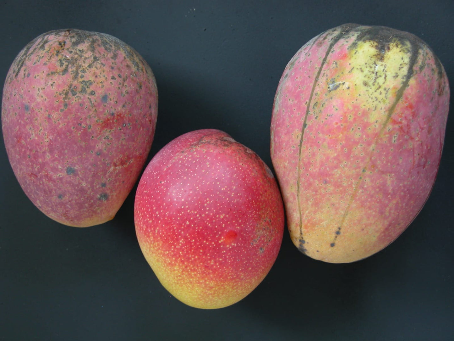 Cogshall Mango Aam Grafted Healthy Fruit Plant