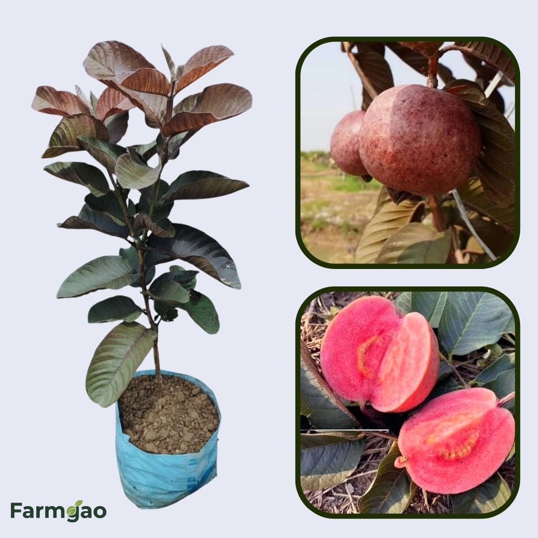 Colima Plant Colima Roja Guava Air Layered Healthy Fruit Plant