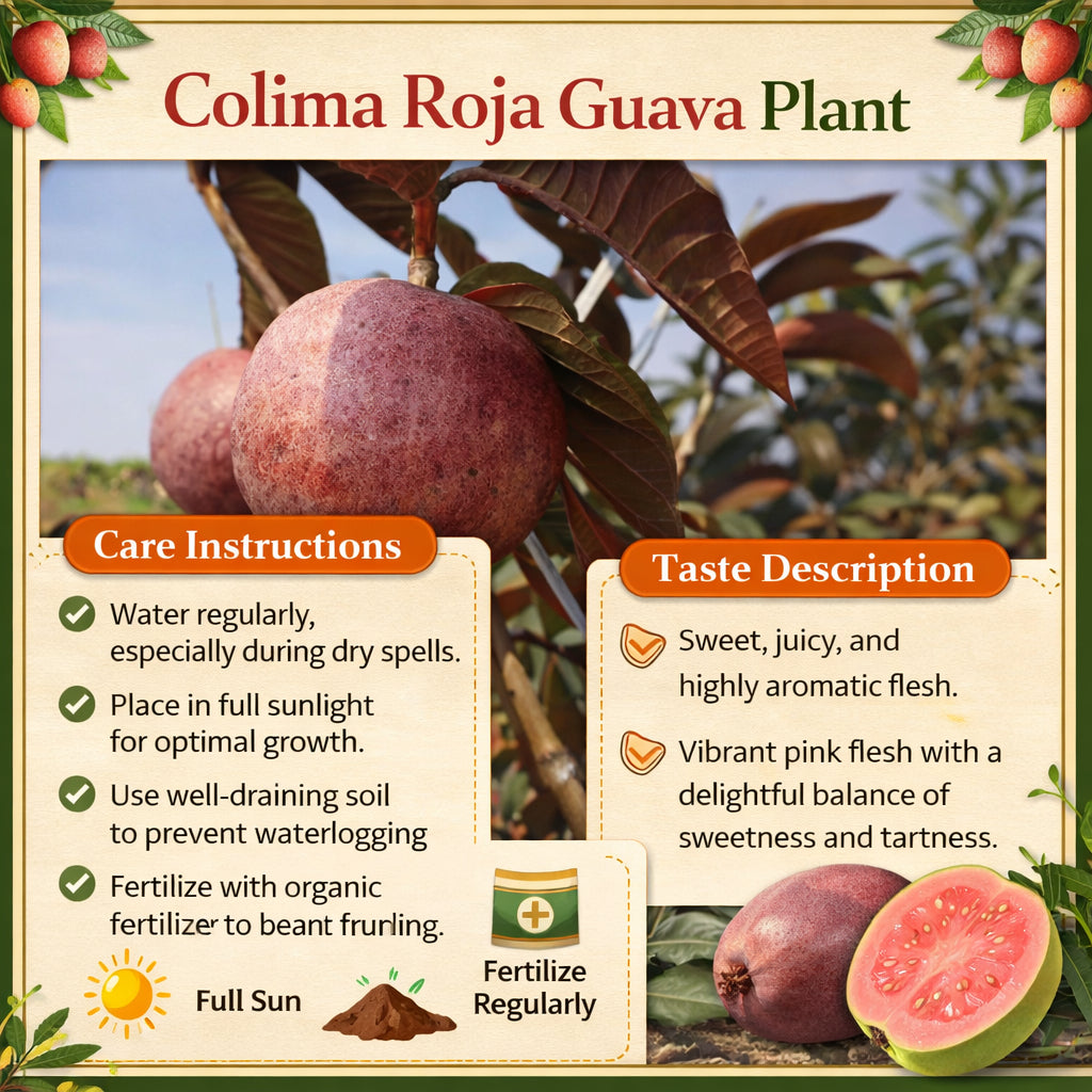 Colima Roja Guava Air Layered Healthy Fruit Plant